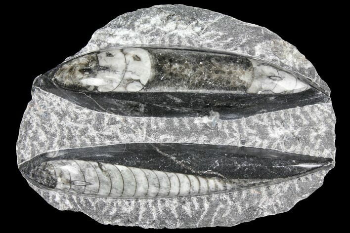 Polished Orthoceras (Cephalopod) Fossils - Morocco #96622